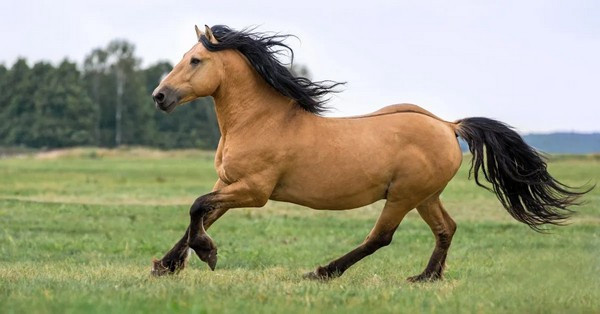 Az emberi test a hosszú távú futásra optimalizált. Rugalmas Achilles-ín, ívelt lábfej és hatékony energiagazdálkodás: fedezze fel, hogyan alakult ki ez a kulcsfontosságú képesség!